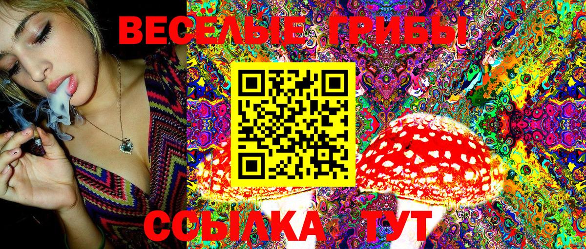 Псилоцибиновые грибы Psilocybe Бердск